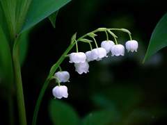 [ 오예수 / 27세 / 변호사 ]