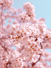 매화연모서(梅花戀慕書)