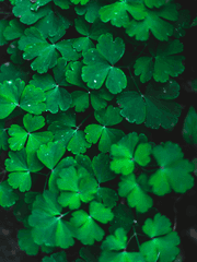 화산귀환드림 - 당소여