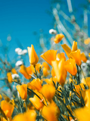 [니키린] L'attente