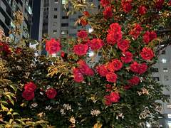 [밍키, 민호X기범] 열대야