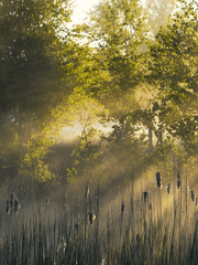 The light of dawn - 새벽빛 시리즈