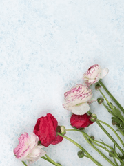 장미는 겨울에 피어난다.