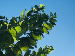 [다이스가] 그 여름을 그리워하네