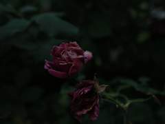 Melissa [ 멜리사 ] / Xy