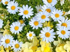 [드림주 프로필]