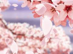 꽃을 틔우는 용 과록