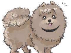 새뷰 포메우경 모음 +11.14