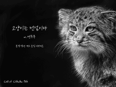 고양이는 전설이다 로그