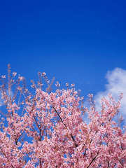 아아, 그대여. 그대는 나의 봄이었다.