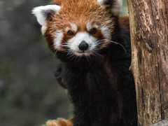 주신의 장난으로 어린아이가 되어버린 요한-1