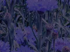 다복팔당多福八堂