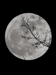 [에세이] 망월장