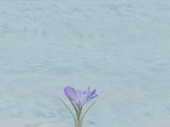 백설개청난(白雪開靑蘭) -上