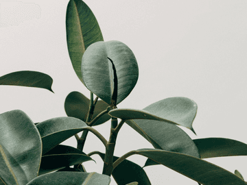 제로의 집행인 전화 프레젠트 번역