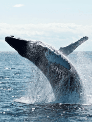 배덕한 오만으로 신께 맹세를