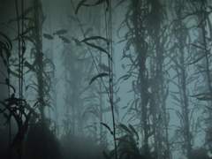 스쿠버 다이빙하다 고죠 인어 본 썰