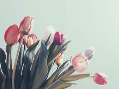 말린 튤립 Dried Tulip