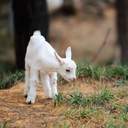 모가지가 짧아 슬픈 인간이여