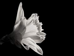 사신이 된 날 上