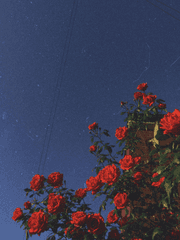 미드나잇 피에스타