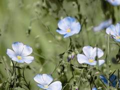 휘낭시에 | XY | 얀슬 | 엘프