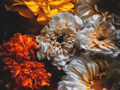 [토니+피터] Mash marigold 1