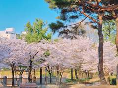 단단한 얼음을 깨고 나온 꽃은