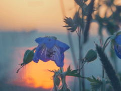 [보쿠아카] 메리지 블루(1)