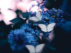 [큰문] 매료 (魅了) 上