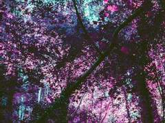 까마귀는 밤에 울지 않는다.