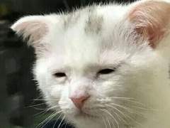 센티넬…혹 질리시는 분…