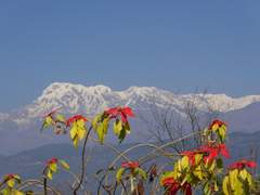 네팔 포카라에서 바라본 안나프루나
