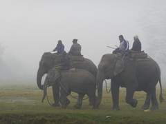 네팔 치트완 국립공원이 있는 소라하(Sauraha)의 코끼리와 유채꽃 풍경