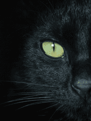 개냥아치 가이드 (CLEAN)