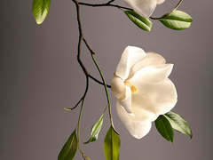 다복팔당多福八堂