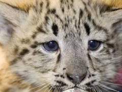 허니비 특별판✨️