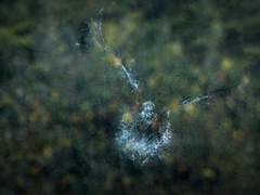 비둘기 한 마리가 남긴 맹렬한 흔적