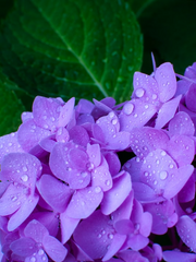 개구리중사케로로