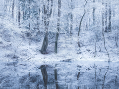 조슈리체/악마의. 악마와 같은. 마력을 지닌. 천재적인.