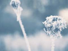 雪 위의 회고록