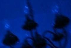 사랑(愛)과 사랑(死郞)