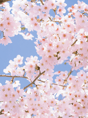 그 바보의 순례를 망쳐야 한다