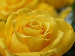 Veronica R. Wynight ⚜ Ravenclaw ⚜ 혼혈 ⚜ 1학년