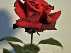 새빨간 거짓말,새빨간 꽃을 흘리며