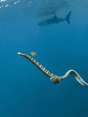 우리 집 바다뱀 