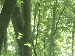 이파리 사이로 햇살이 드리워