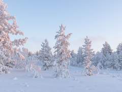 백아, 가서 물어.