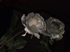 짙은 환각의 향기에 취하여