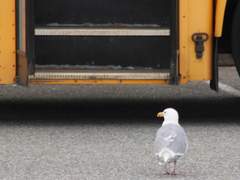 <제리 랫 화이트/XY/10>